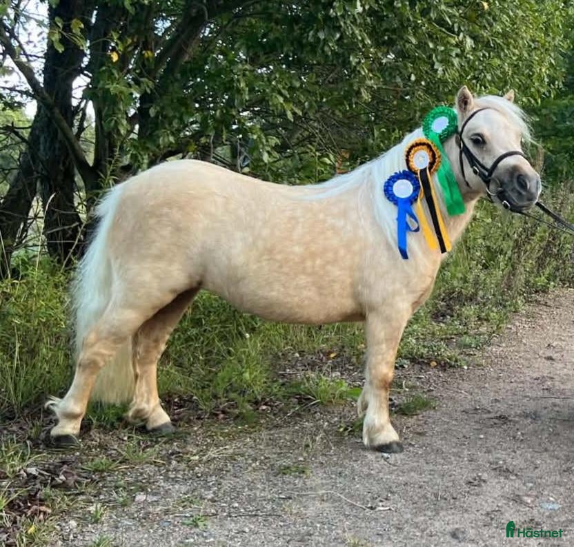  hästar till salu: Fint Minishetlands sto - Annons 1