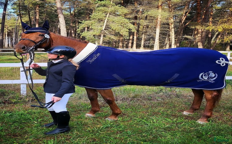  hästar i Hemse - Annons 1