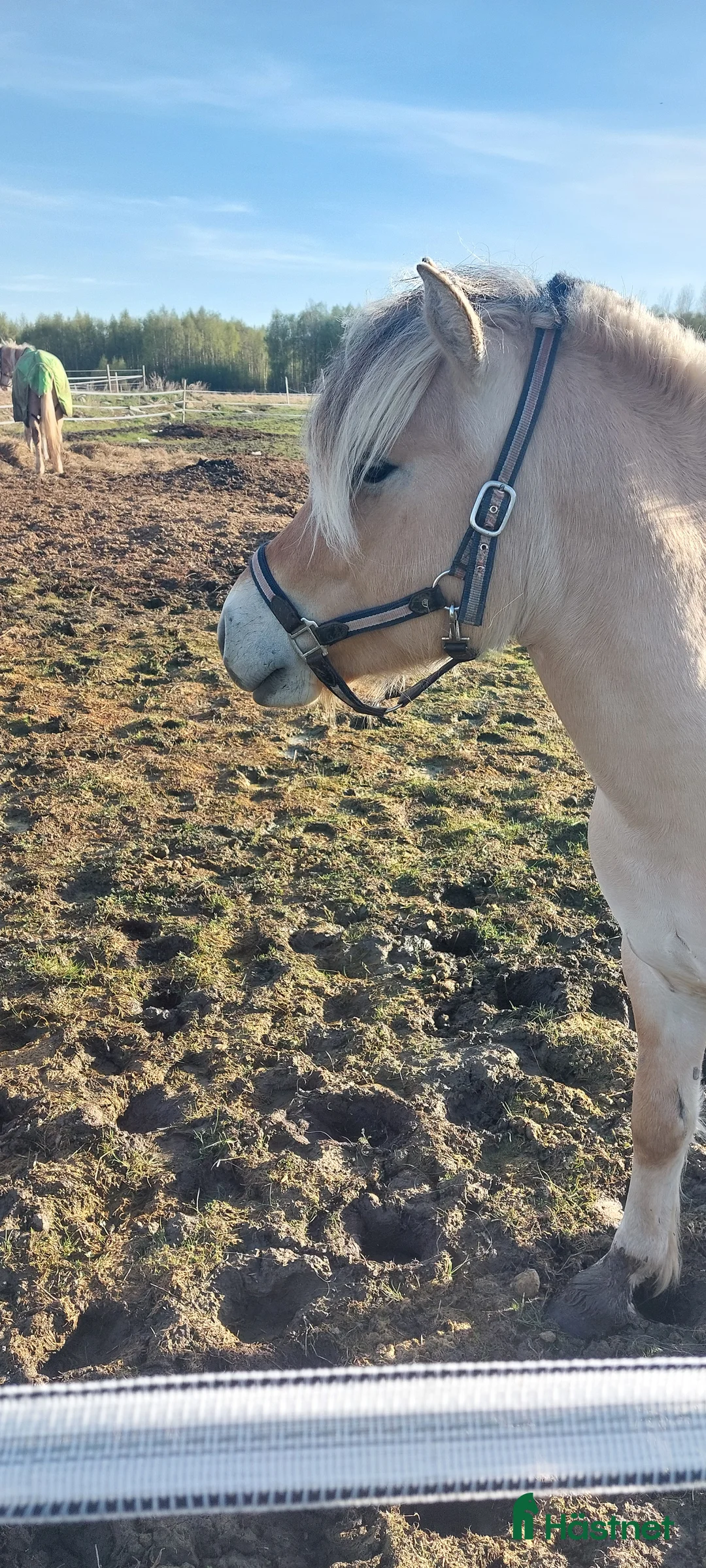 Allround hästar till salu: Söt liten hingst med en räv bakom örat i Luleå - Annons 2