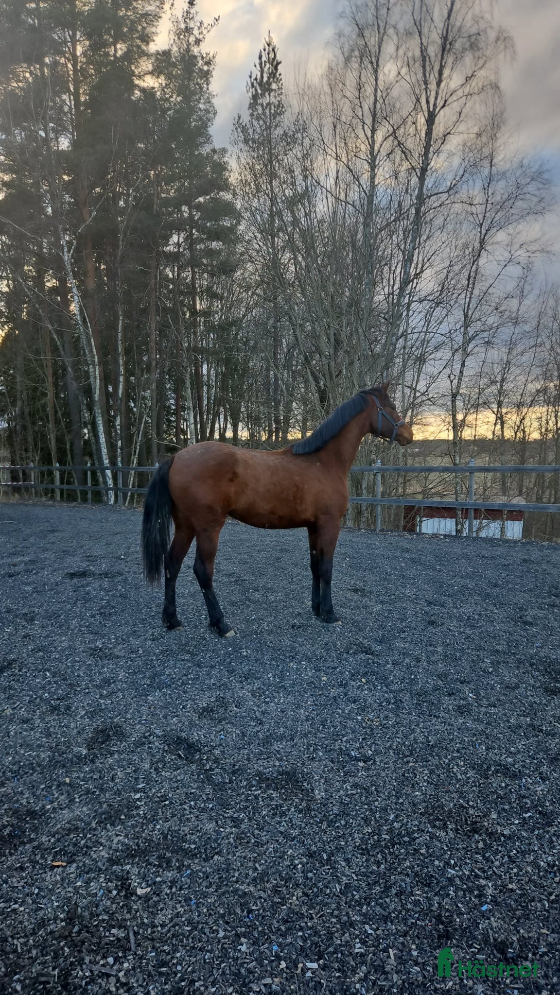  hästar Elmira dressyrhäst för framtiden!  - Annons 2