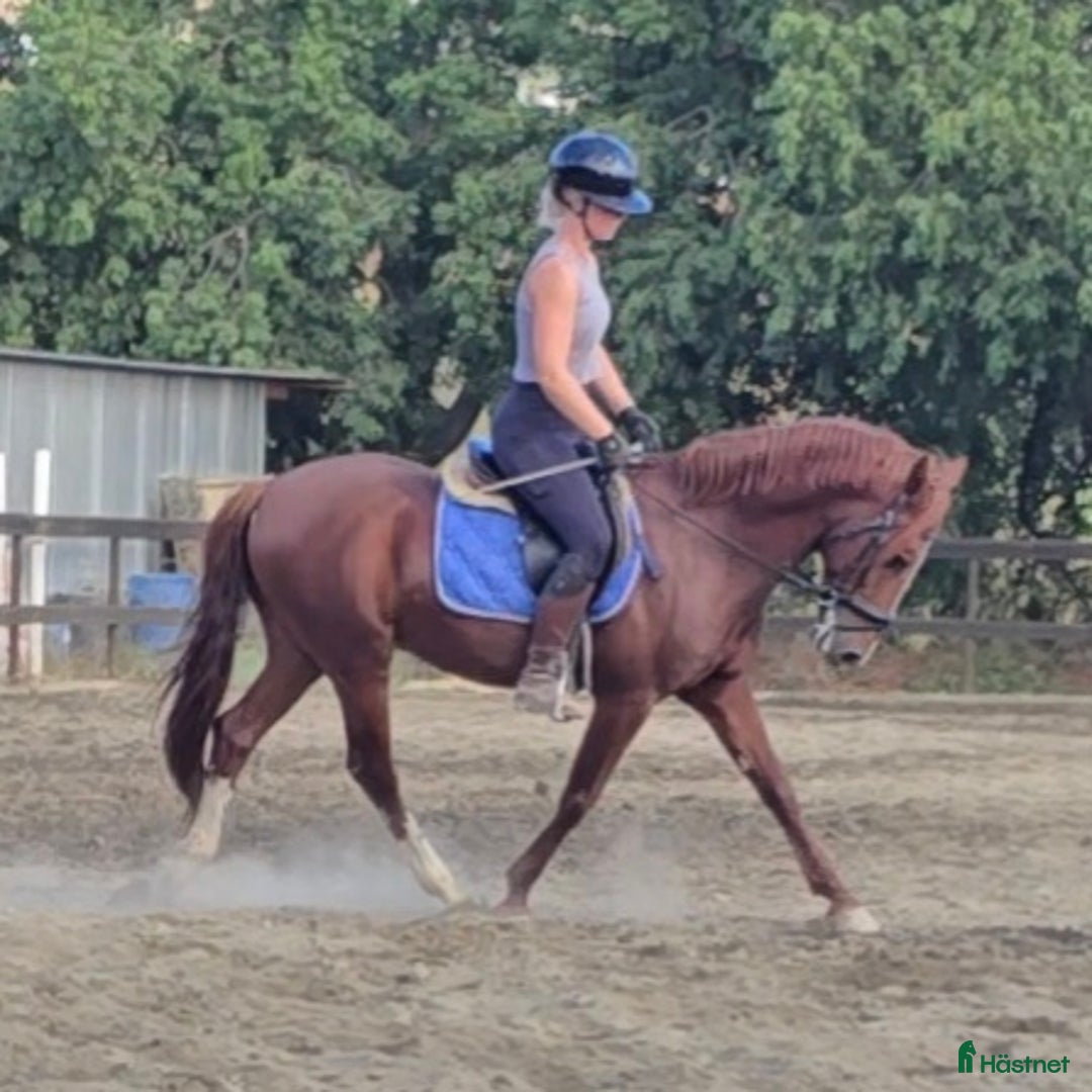 Dressyr hästar till salu: Trevliga hästar I Spanien  i Mijas - Annons 7