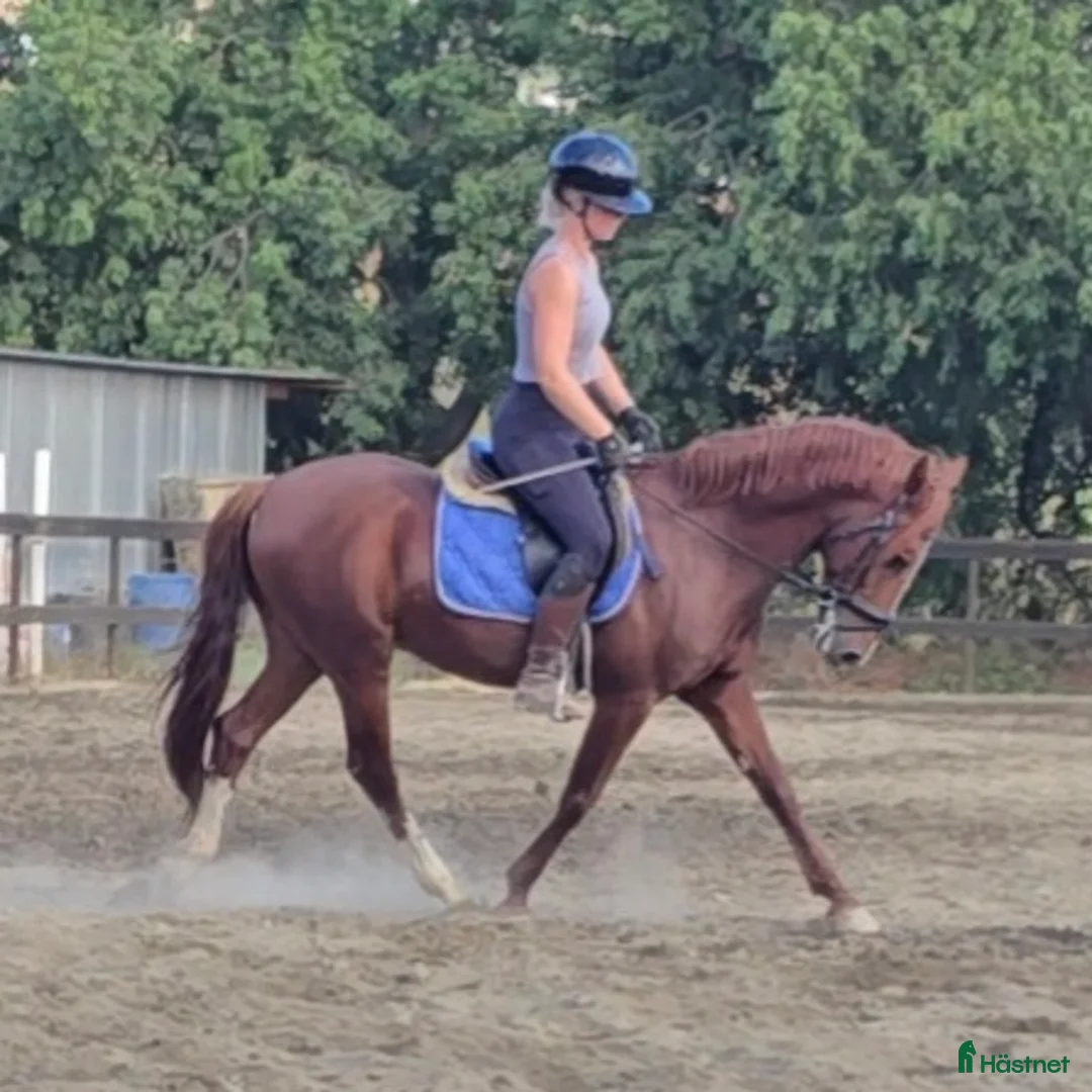 Dressyr hästar till salu: Trevliga hästar I Spanien  i Mijas - Annons 7