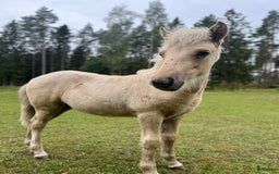 Island hästar till salu: Sockersöt sto i Näshulta - Annons 7