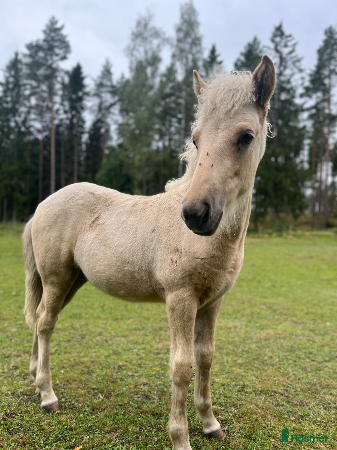 Island hästar till salu: Sockersöt sto i Näshulta - Annons 7