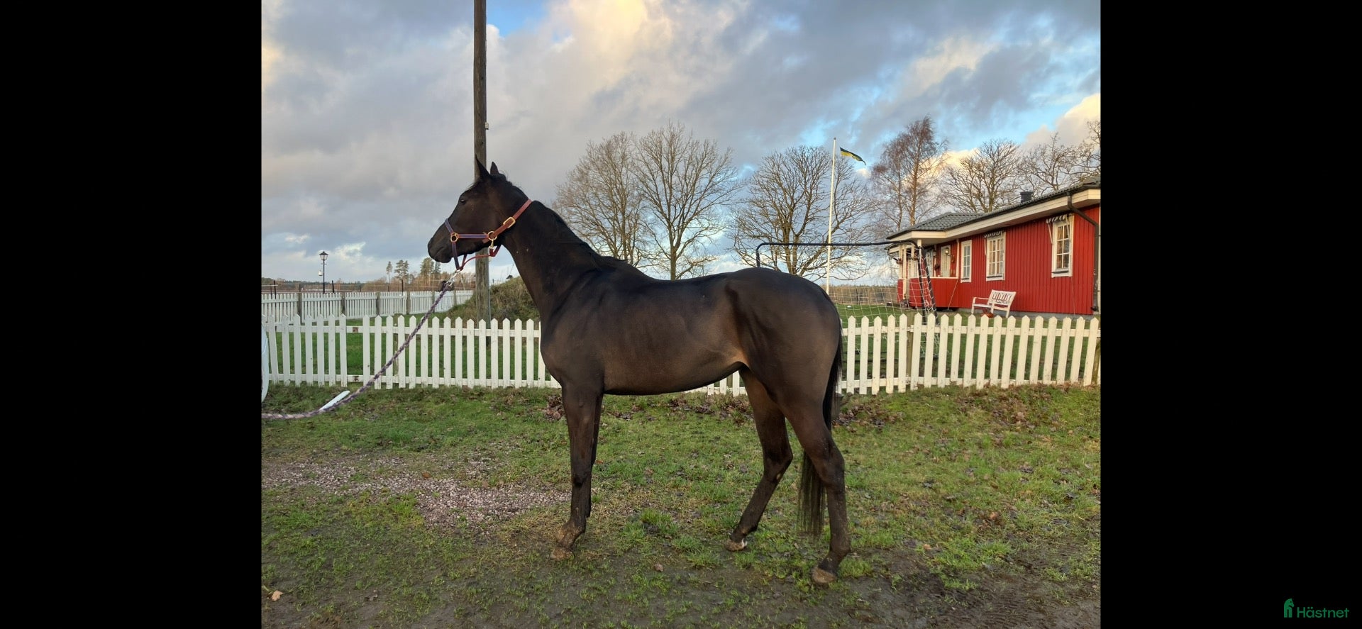  hästar Väldigt vacker trevligt sto  - Annons 3