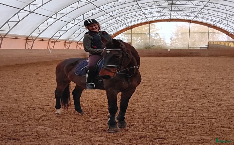  hästar i Åkersberga - Annons 3