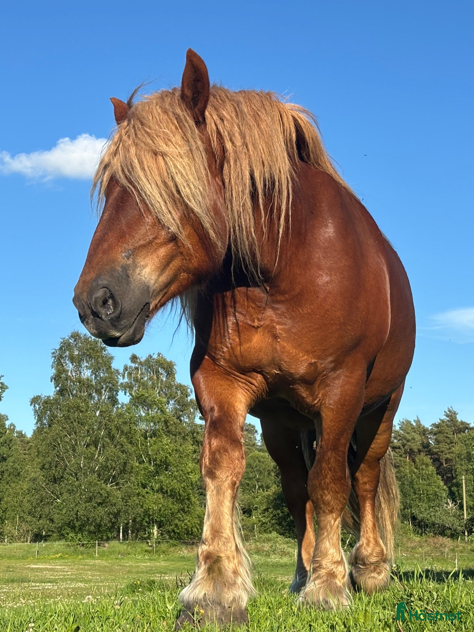  foderhäst Ardenner valack söker fodervärd - Annons 2