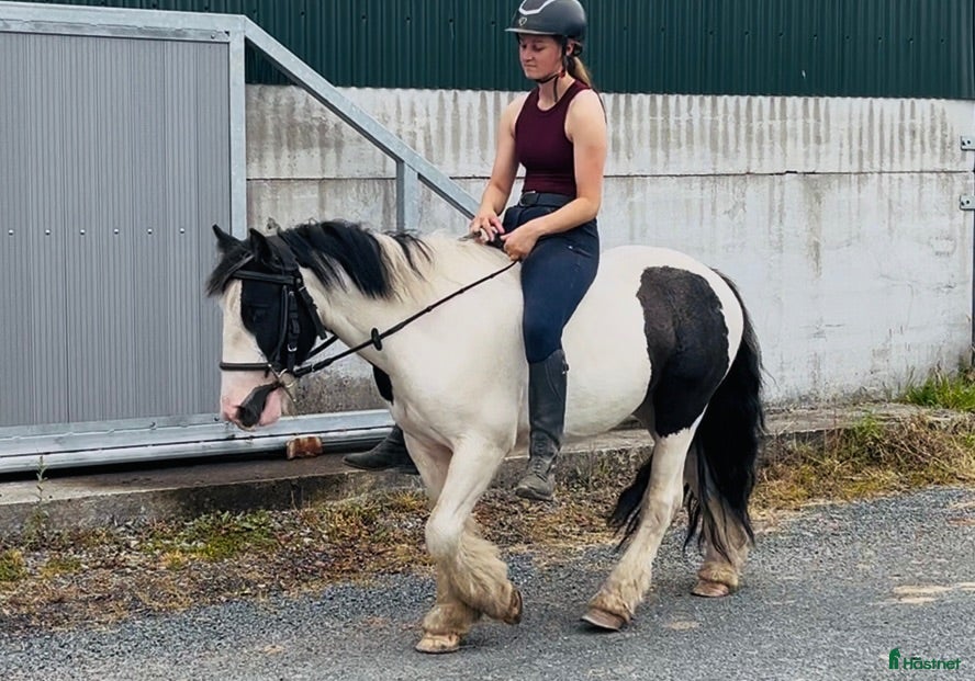  hästar 125cm gelding, trained to ride and drive! - Annons 4