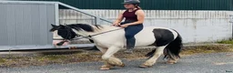 Allround hästar till salu: 125cm gelding, trained to ride and drive! - Annons 1