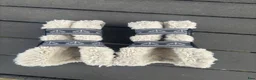 Benskydd hästutrustning till salu: Veredus carbon gel vento benskydd  - Annons 7