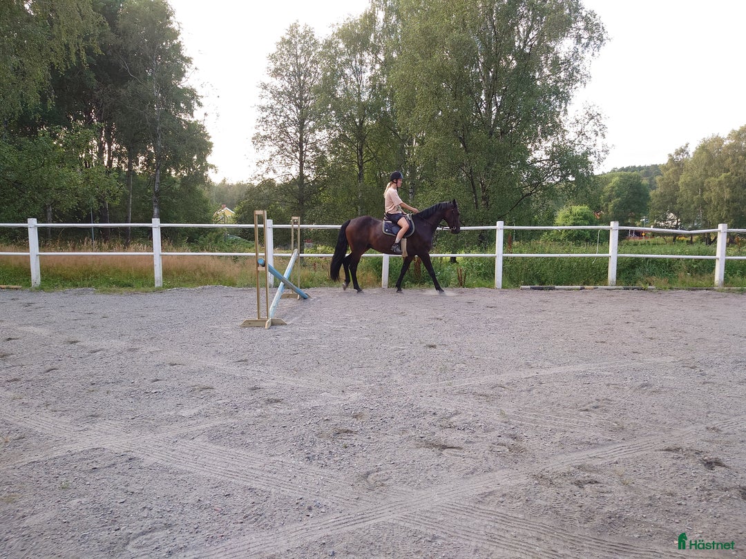  stallplats finnes: Ponnybox i centrala Göteborg  i Göteborg - Annons 2