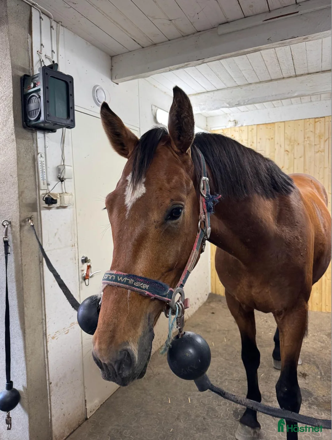 Hoppning hästar till salu: Påbörjad inhoppning framtida kvalitetshäst i Laholm - Annons 1