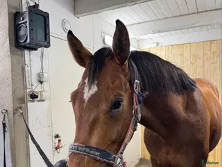 hästar Påbörjad inhoppning framtida kvalitetshäst - Annons 15