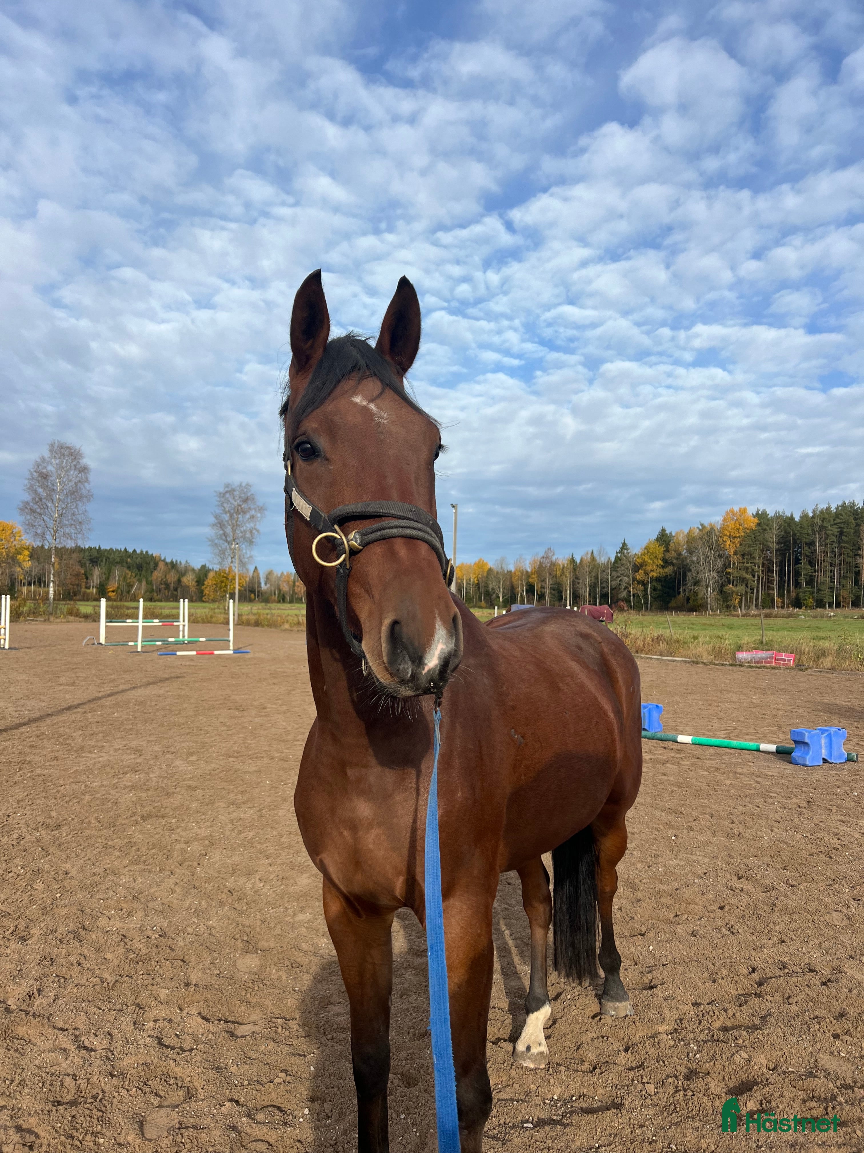 Hoppning hästar till salu:  Formbar valack!  i Eksjö - Annons 1