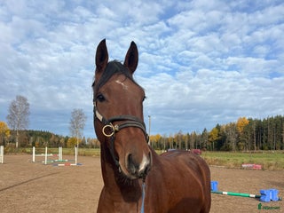 hästar Formbar valack! i Eksjö - Annons 15