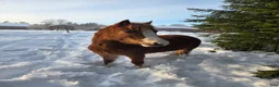 Allround hästar till salu: Sött whelssto, barnponny. - Annons 6