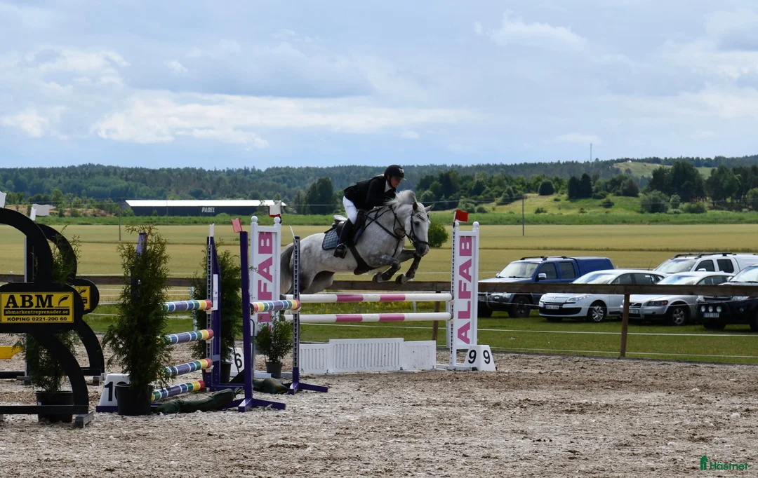 Hoppning hästar till salu: Underbar D-ponny med power i Västerås - Annons 3