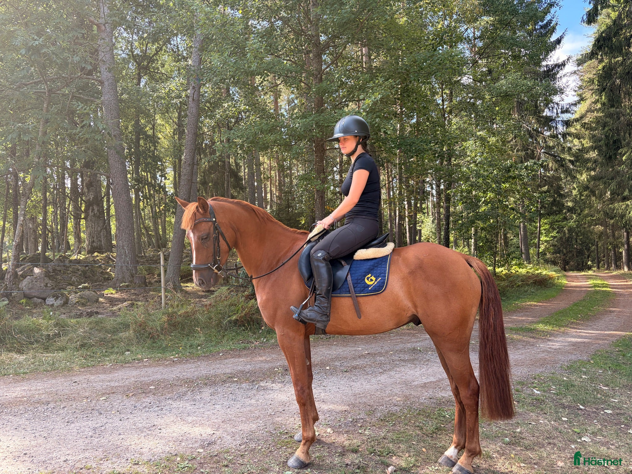  hästar Hopp ponny 🐴 - Annons 1