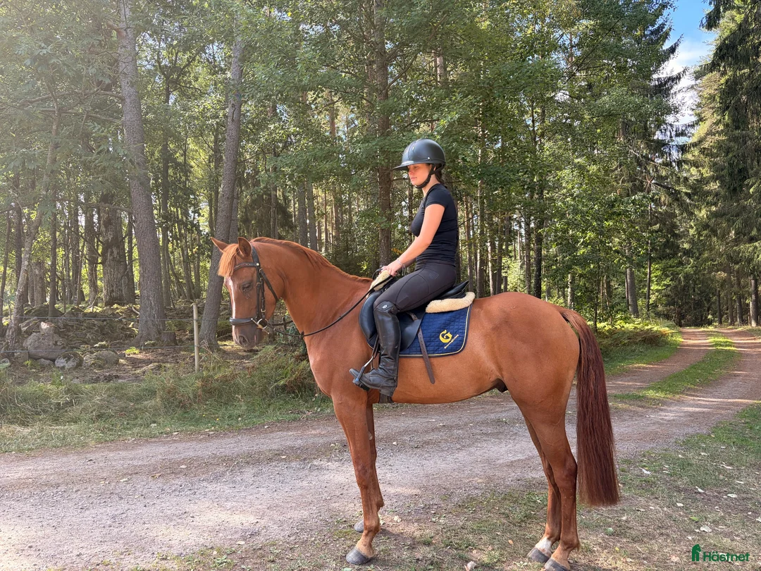Allround hästar till salu: Hopp ponny 🐴 - Annons 1