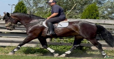  hästar Dressage + driving partner for everybody i Örsundsbro - Annons 16