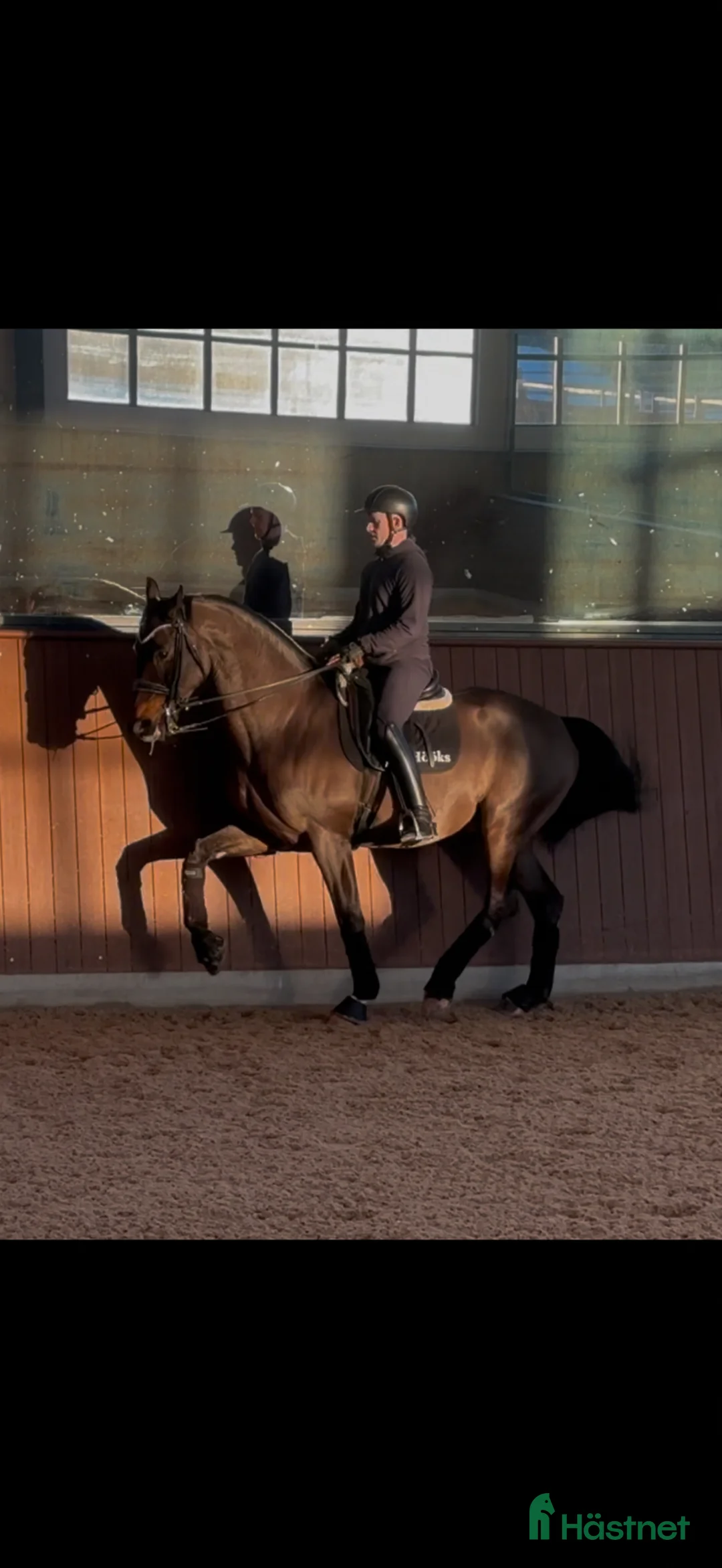 Dressyr hästar till salu: Din nästa stjärna i Täby - Annons 1