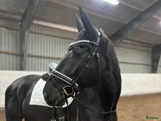 hästar Stilig valack - Annons 9