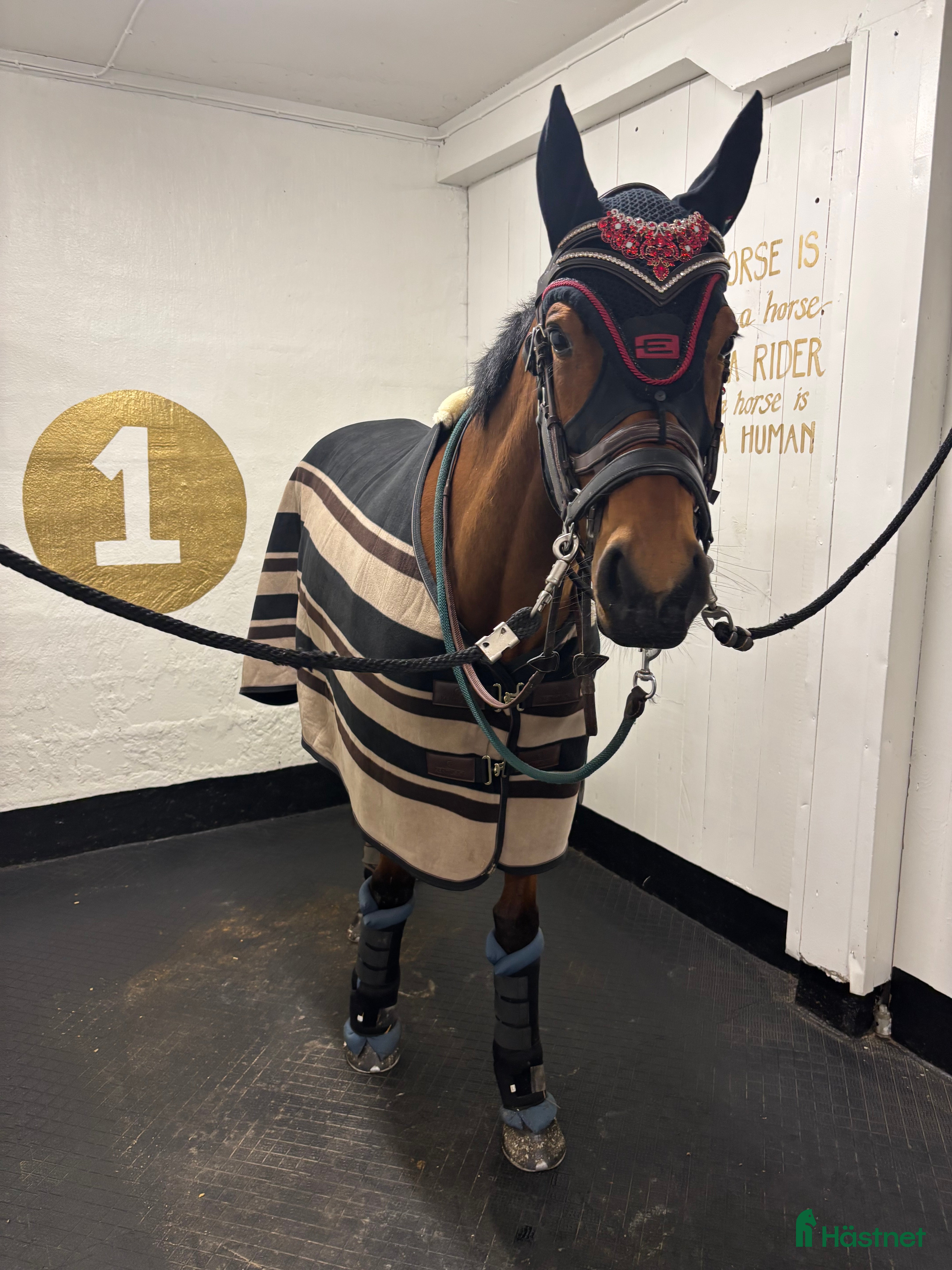  hästar Medryttare sökes till 5 åring i Sala - Annons 1