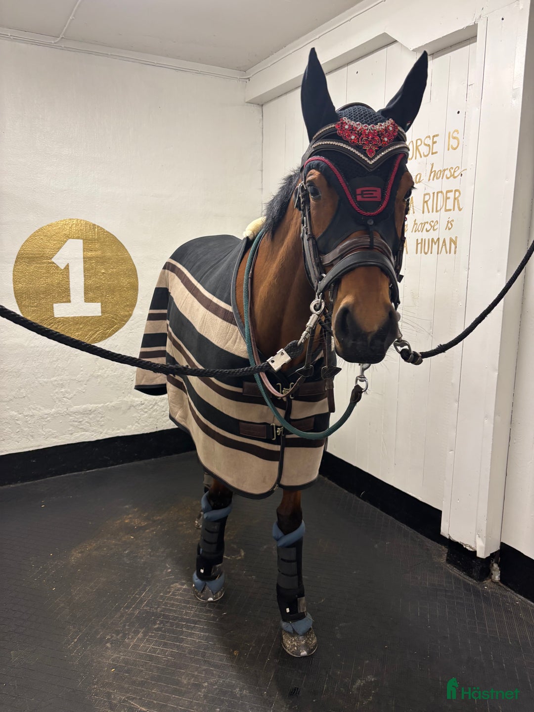 Allround hästar till salu: Medryttare sökes till 5 åring i Sala - Annons 1