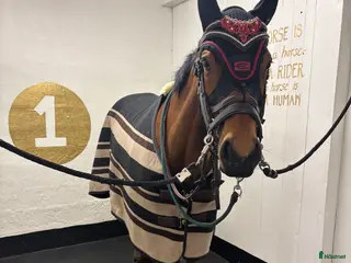 hästar Medryttare sökes till 5 åring i Sala - Annons 10