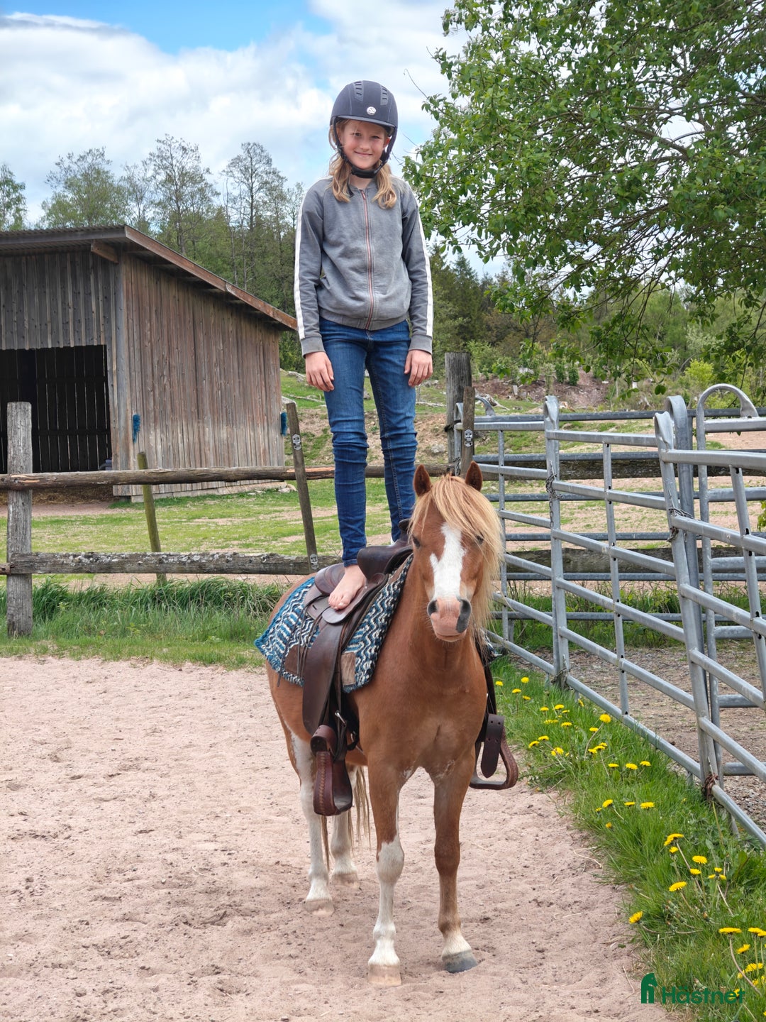 Allround hästar till salu: Monty i Lidhult - Bild 13