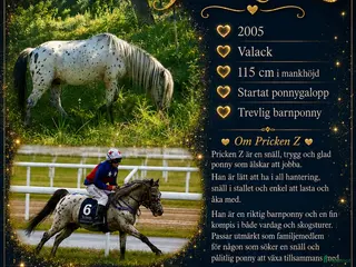 hästar Pippiponnyn Pricken - Annons 5