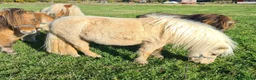 Allround hästar till salu: Fint Minishetlands sto - Annons 8