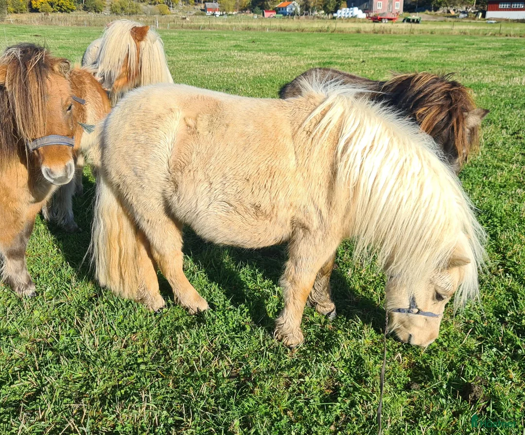 Allround hästar till salu: Fint Minishetlands sto - Annons 8
