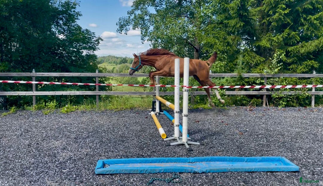 Hoppning hästar till salu: 🌟Joinville🌟 f.2024 hopp/fälttävlan i Sköldinge - Annons 1