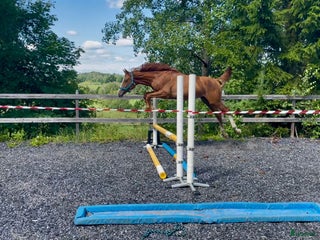 Hoppning hästar till salu: 🌟Joinville🌟 f.2024 hopp/fälttävlan i Sköldinge - Annons 1