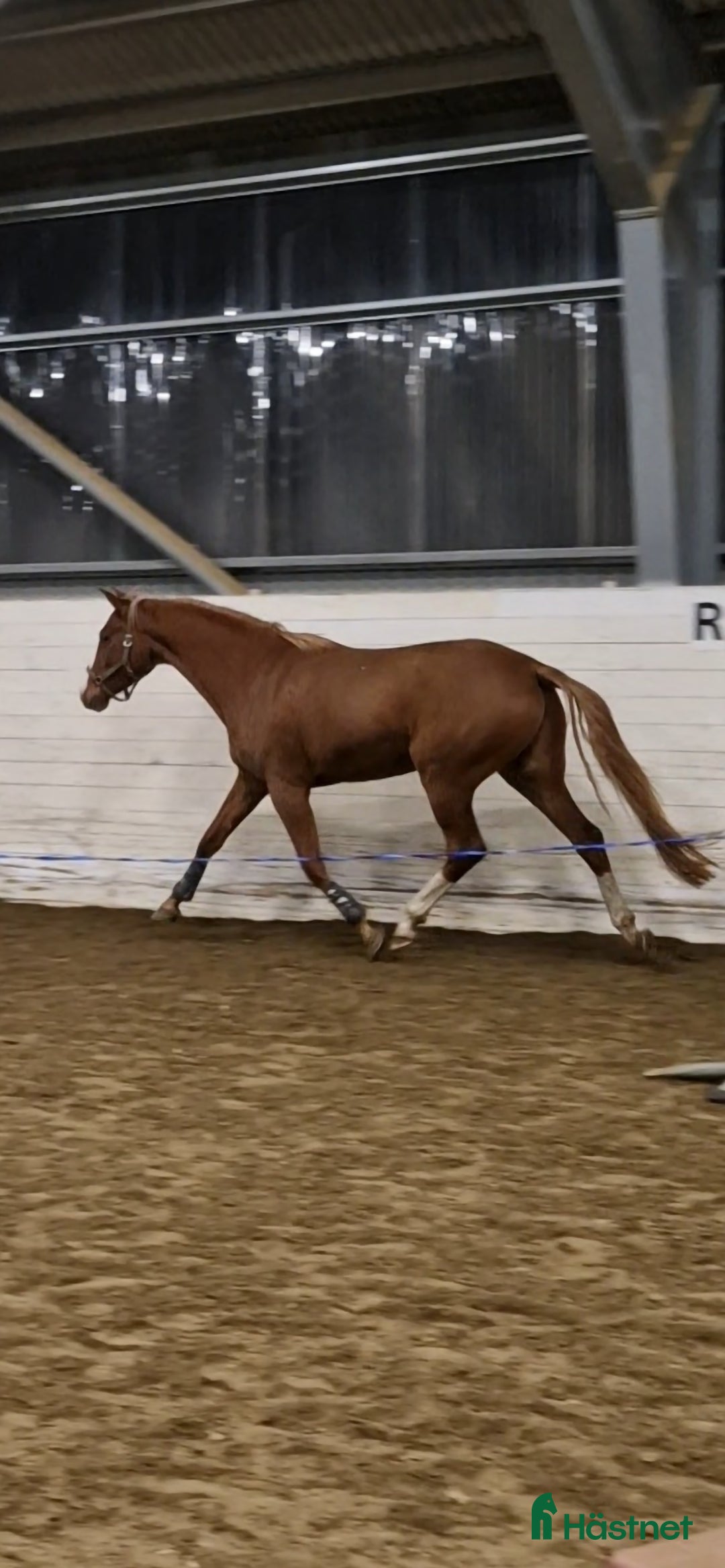 Hoppning hästar till salu: Lovande SWB sto i Bjurholm - Annons 2