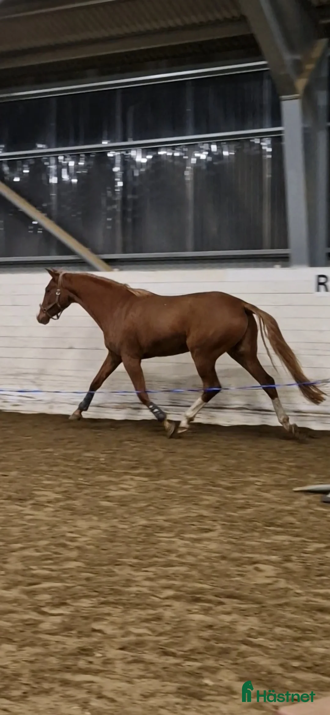 Hoppning hästar till salu: Lovande SWB sto i Bjurholm - Annons 2