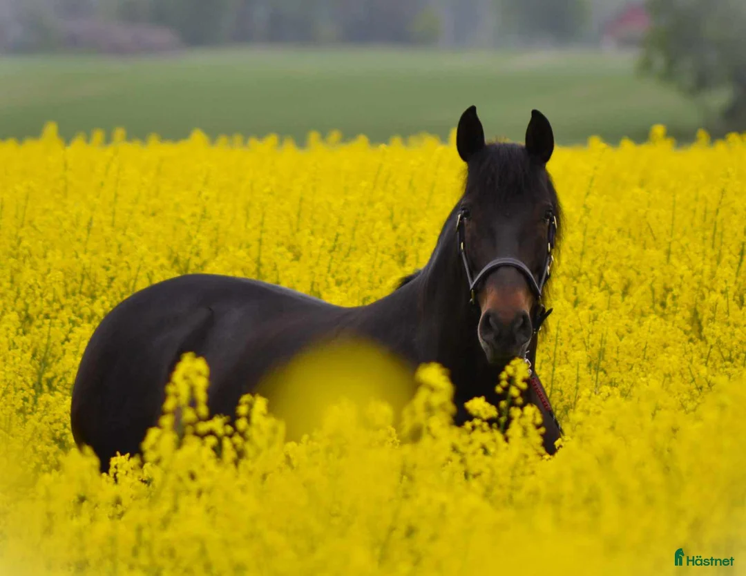 Akademiskt hästar till salu: Tunica, PRE -2016 - Annons 1