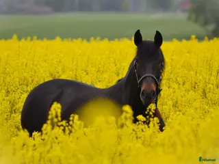 hästar Tunica, PRE -2016 - Annons 2
