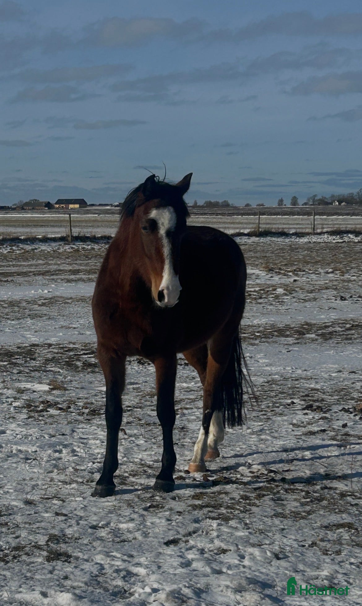 Allround hästar till salu: Jättefin 3-årig d-ponny - Annons 2