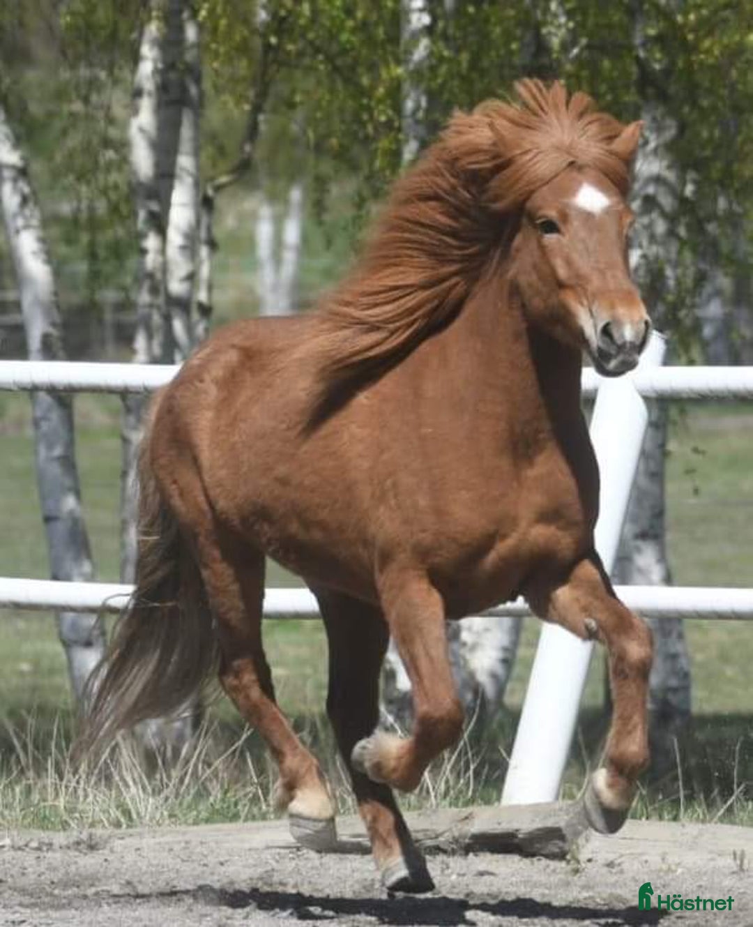 Island hästar till salu: Vackert islandssto i Täby - Annons 3