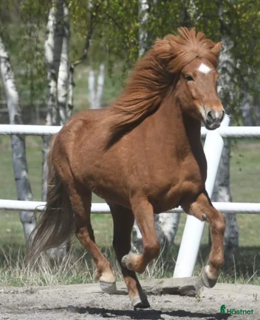 Island hästar till salu: Vackert islandssto i Täby - Annons 3