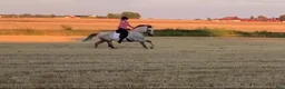 Working Equitation hästar till salu: Fantastiskt härlig PRE-valack - Annons 5