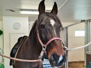 hästar Världens snällaste söker nytt hem - Annons 3