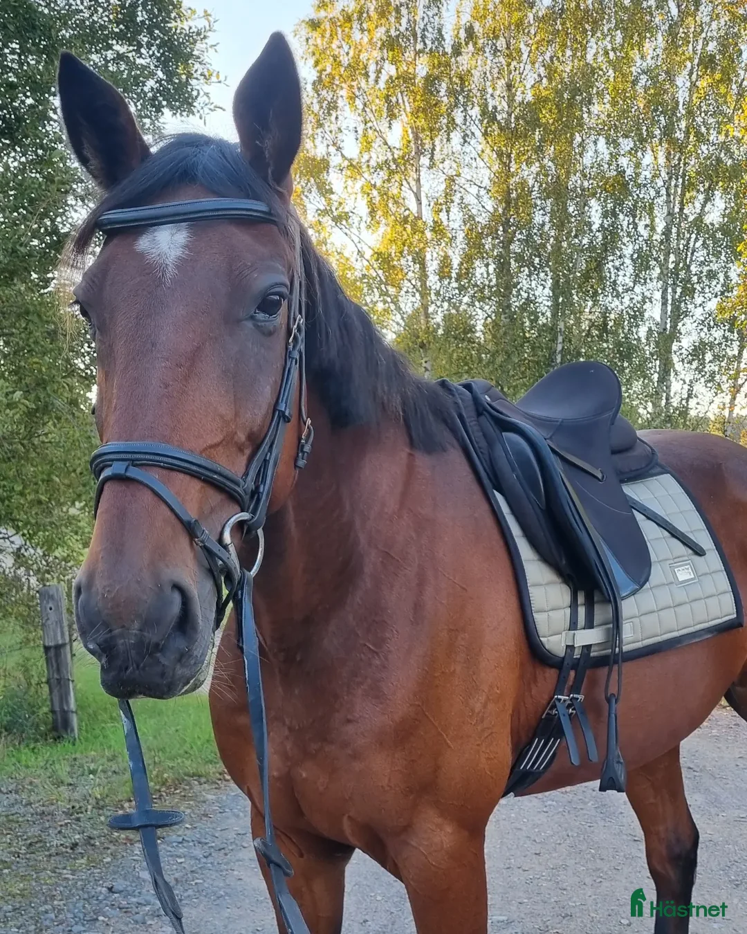 Allround hästar till salu:  Supersnäll ridtravare i Motala - Annons 2