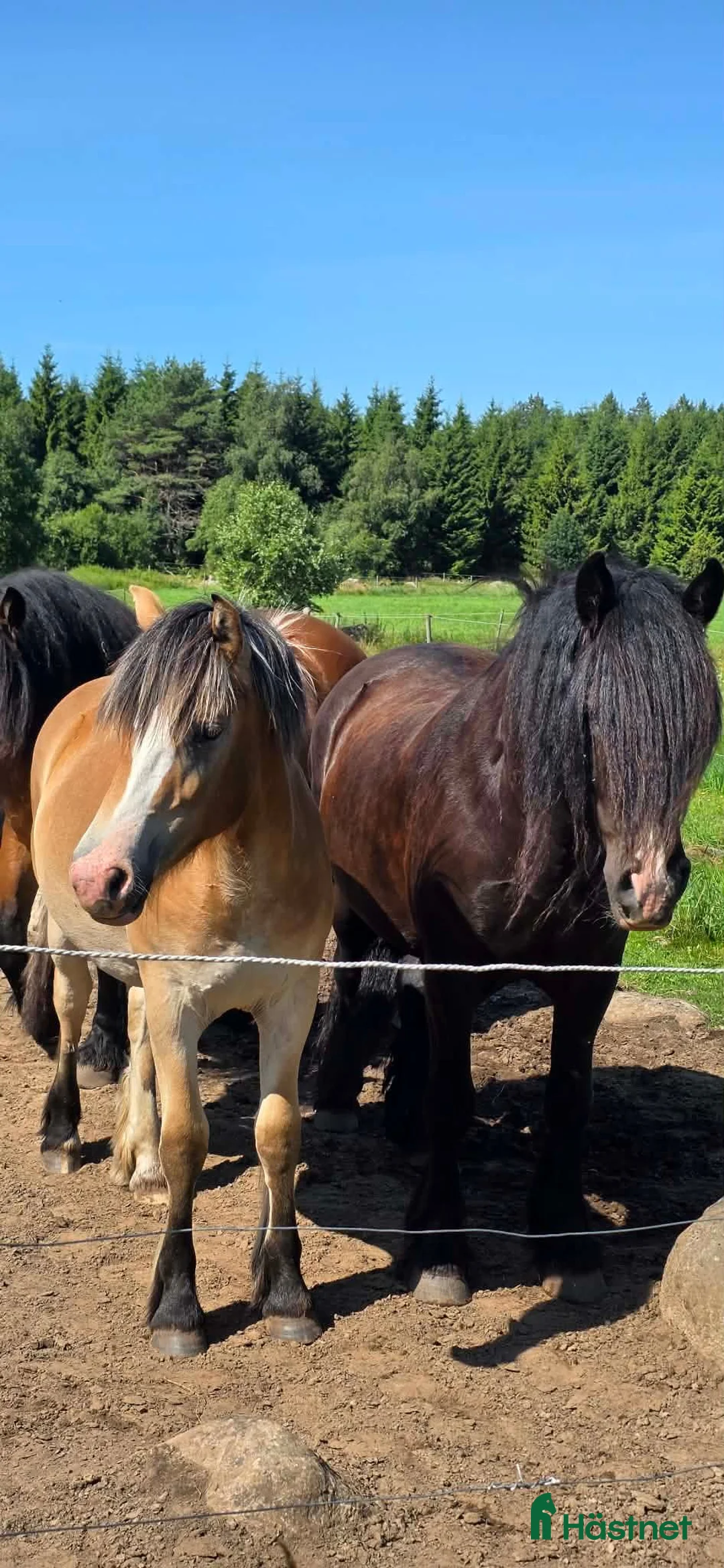 Allround hästar till salu: Svart nordsvenskt med vit bläs och lång man - Annons 19