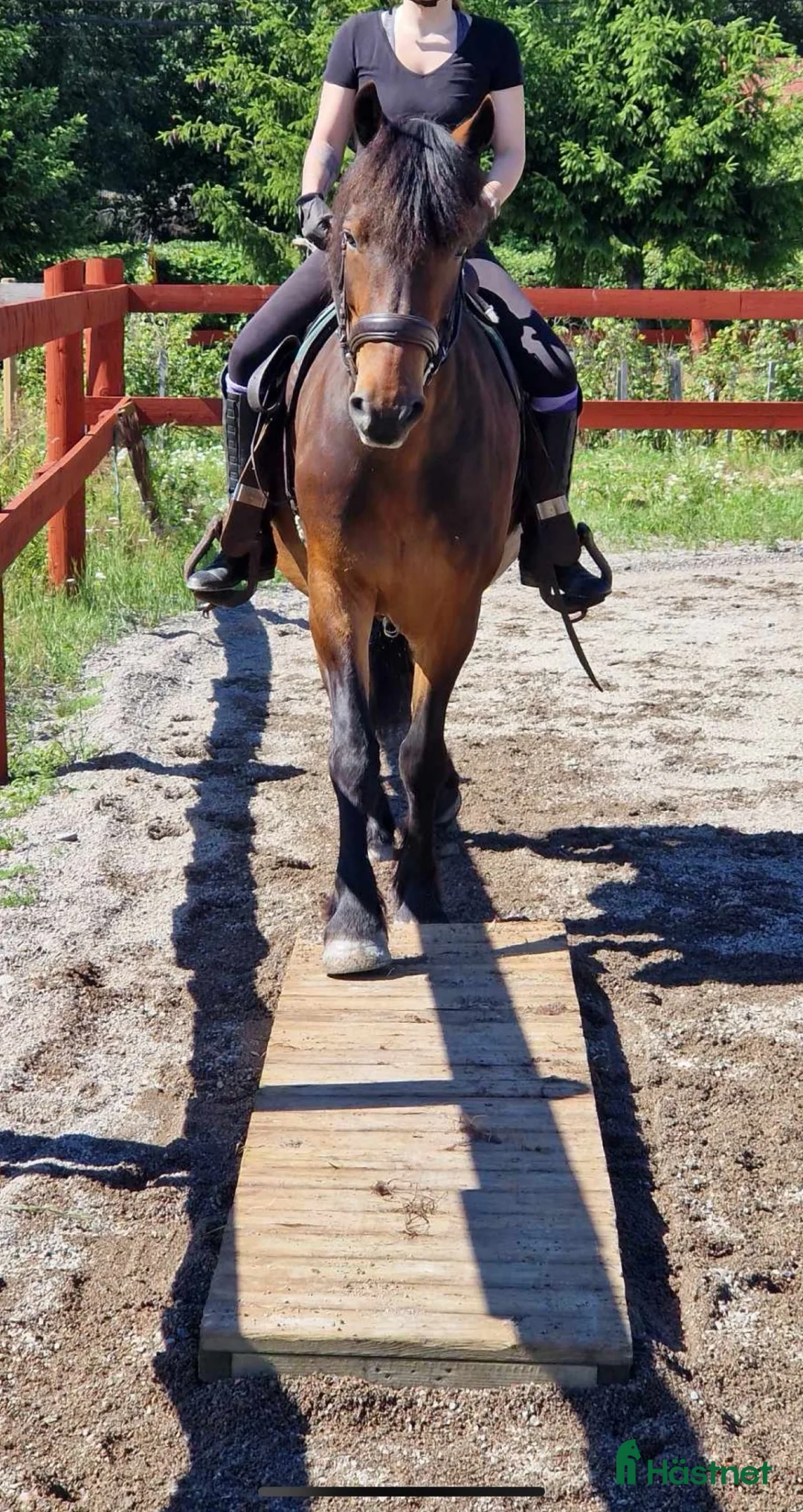 Allround hästar till salu: Kallblodskorsning säljes - Annons 2