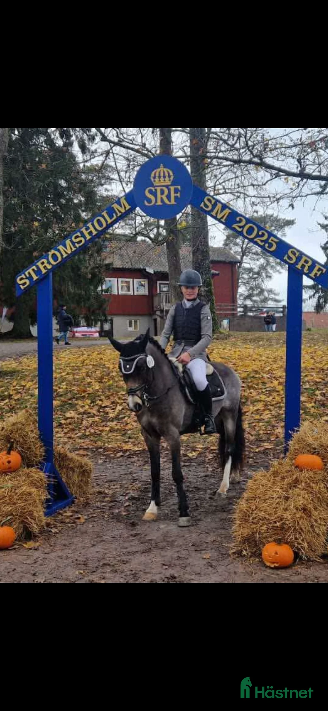 Allround hästar till salu: SM B-ponny  i Kävlinge - Annons 3