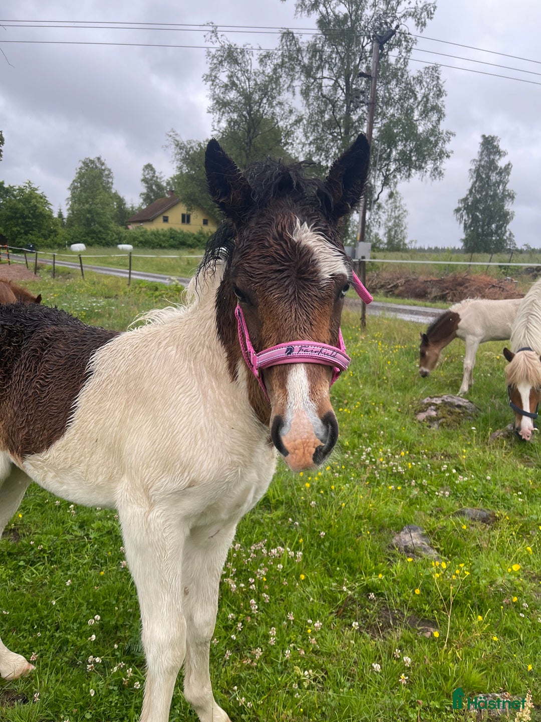 Island hästar till salu: Tre underbara hingstföl i Ulricehamn - Bild 6