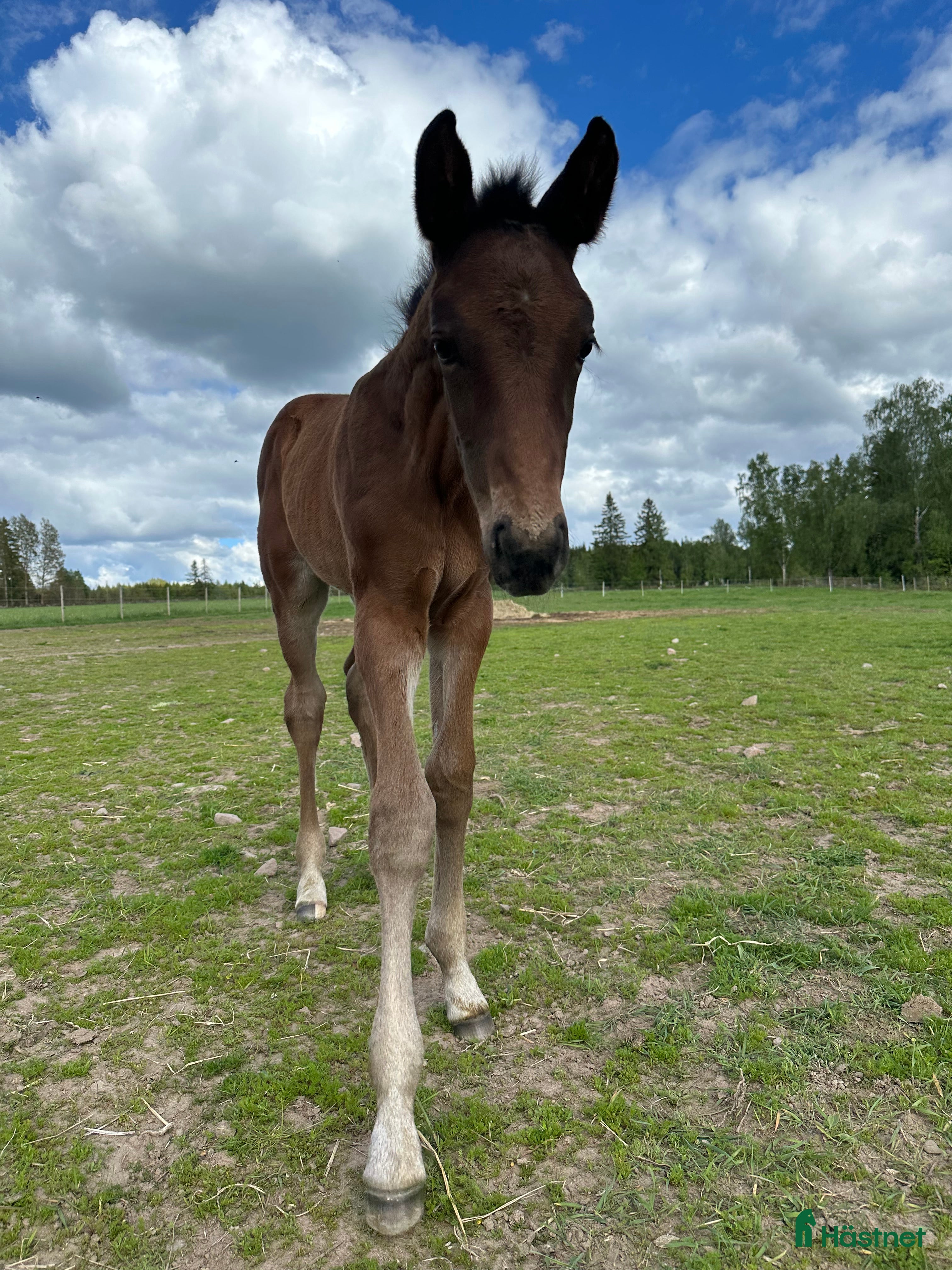 Hoppning hästar till salu: Hingst e Fetcher N i Tranås - Annons 2